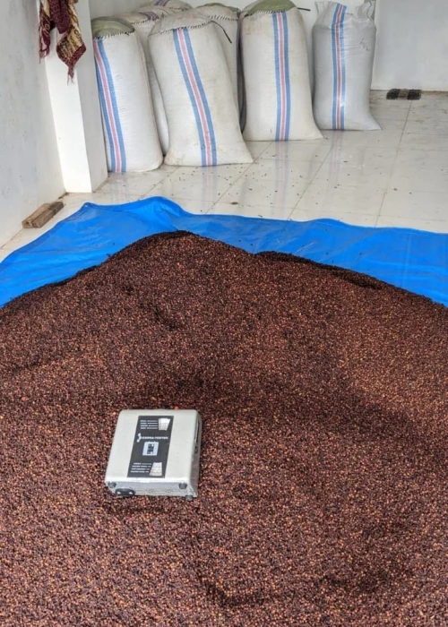 Indonesian Lalpari AB6 Cloves - PT Pertuju Solusi Niaga