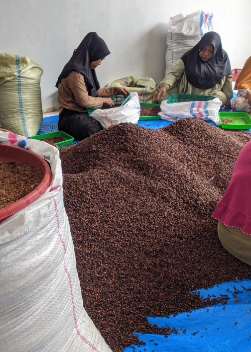 Indonesian Lalpari AB6 Cloves - PT Pertuju Solusi Niaga
