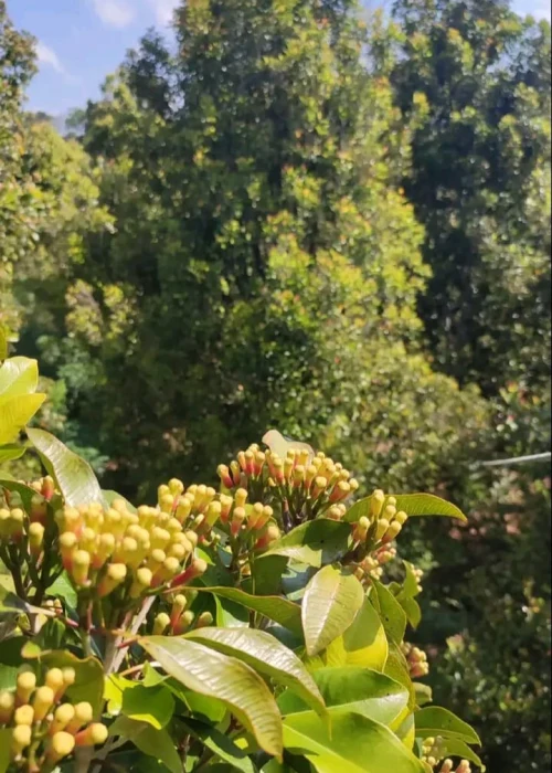 Indonesian Lalpari AB6 Cloves - PT Pertuju Solusi Niaga
